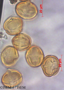 ISEM 1/Anagallis_arvensis_29116/Anagallis_arvensis_29116_0001(copy)_thumb.jpg